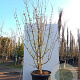Cornus officinalis 300-350 cm cont. 110L