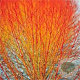 Cornus sang. 'Anny's Winter Orange' 175-200 cm 20L