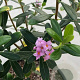 Daphne 'Blacir' 50-60 cm 20L
