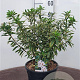 Daphne caucasica 'Summer Ice' 60-80 cm 20L