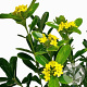 Daphne gemmata 50-60 cm 20L