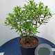 Daphne odora 'Aureomarginata' 60-80 cm 20L
