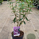 Daphne 'Spring Beauty' 60-80 cm 20L