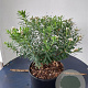 Daphne transatl. Eternal Fragrance 60-80 cm 20L