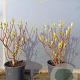Edgeworthia chrys. 'Grandiflora' 100-125 cm 35L