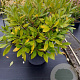 Edgeworthia chrys. 'Grandiflora' 100-125 cm 35L