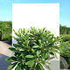 Edgeworthia chrys. 'Grandiflora' 80-100 cm 20L