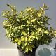 Elaeagnus ebb. Maryline 80-100 cm 20L