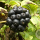 Eleutherococcus henryi 175-200 cm 20L