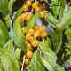 Elaeagnus umbellata 'Fortunella' 175-200 cm 20L
