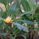 Ensete lasiocarpa 175-200 cm 50L