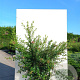 Escallonia rubra macrantha 100-125 cm 20L
