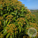 Euphorbia mellifera 80-100 cm 20L
