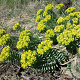 Euphorbia myrsinites GM c20