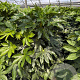 Fatsia japonica 125-150 cm 20L