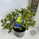 Ficus carica 30-40 cm 5,0L