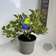 Ficus carica 30-40 cm 5,0L