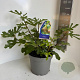 Ficus car. 'Brown Turkey' 40-50 cm 5,0L