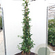 Garrya elliptica 'James Roof' 125-150 cm 20L 3 stok