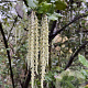 Garrya elliptica 150-175 cm 20L 3 stok