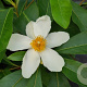 Gordlinia grandiflora 125-150 cm 20L