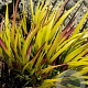 Hakonechloa macra Sunflare GM c20