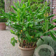 Hedychium gardnerianum GM c20