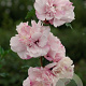 Hibiscus syr. French Cabaret Pastel 200-250 cm 50L