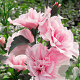 Hibiscus syr. Pink Chiffon 200-250 cm 50L
