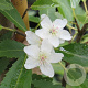 Hoheria sextylosa 'Snow White' 300-350 cm cont. 110L