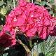 Hydrangea m. 'Merveille Sanguinea' 50-60 cm 20L