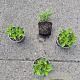 Hydrangea pan. 'Limelight' 30-40 cm 2,0L