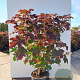 Hydrangea querc. 'Burgundy' 100-125 cm 20L