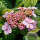 Hydrangea s. 'Bluebird' 80-100 cm 20L