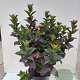 Hydrangea s. Daredevil 80-100 cm 20L