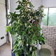Hydrangea villosa 175-200 cm 20L
