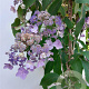 Hydrangea villosa 175-200 cm cont. 80L