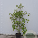 Idesia polycarpa 175-200 cm 50L