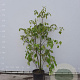 Idesia polycarpa 175-200 cm 50L