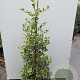 Ilex aq. 'Argentea Marginata' 150-175 cm 20L