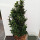 Ilex crenata 'Dwarf Pagoda' 70-80 cm 50L