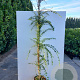 Jasminum nudiflorum 200-250 cm 20L met stok