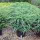 Juniperus pf. 'Pfitzeriana Glauca' 100-125 cm 35L breed
