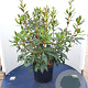 Kalmia lat. 'Black Label' 60-80 cm 20L