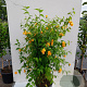 Kerria jap. 'Pleniflora' 150-175 cm 20L