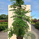 Koelreuteria paniculata 200-250 cm 20L