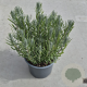 Lavandula ang. 'Dwarf Blue' 20-25 cm 2,0L