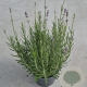 Lavandula ang. 'Munstead' 20-25 cm 2,0L