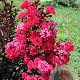 Lagerstroemia i. Double Dynamite 200-250 cm cont. 80L
