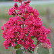 Lagerstroemia i. Braise d'Été 250-300 cm cont. 130L